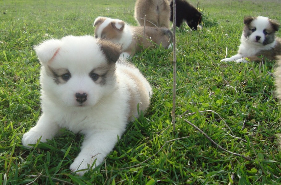 IcelandicSheepdogPuppies: Icelandic Sheepdog Puppies enjoy ...