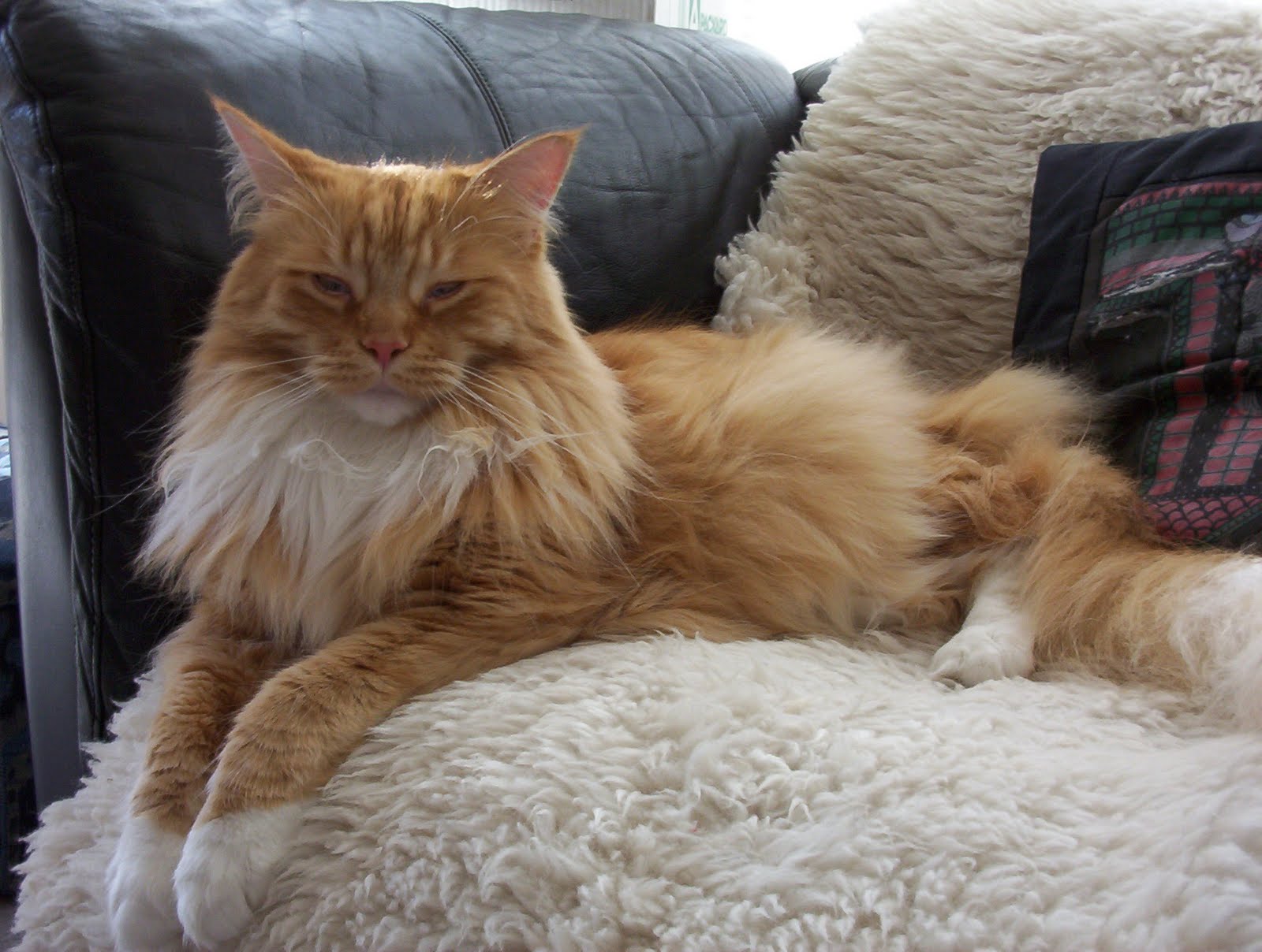 Todos Tenemos Algo Que Decir MASCOTAS PERFECTAS GATO MAINE COON todos-tenemos-algo-que-decir-mascotas-perfectas-gato-maine-coon
