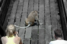 Two visitors watching a Proboscis Money