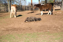 Gidget, Roy, and Passion