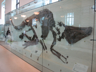 first complete dinosaur skeleton