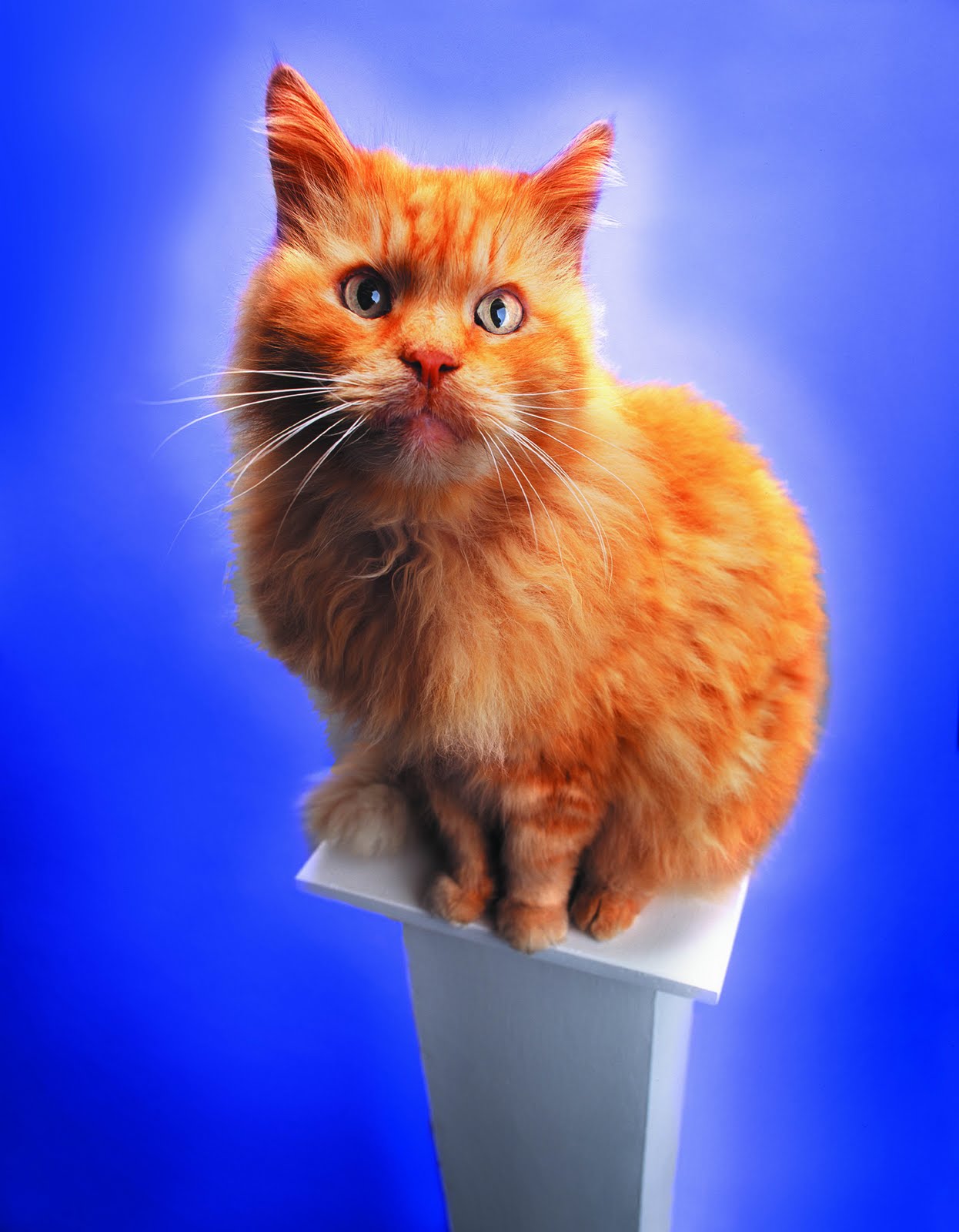 Смешной рыжий кот | Рыжий кот, Кот, Рыжие