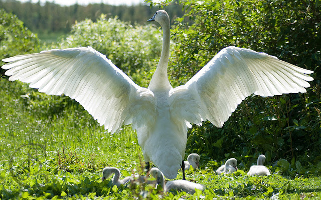 an adult trumpeter swan spreading her wings wide to over the infants at her feet