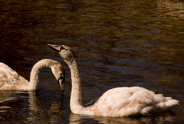 mute swan babies having reached the youth stage