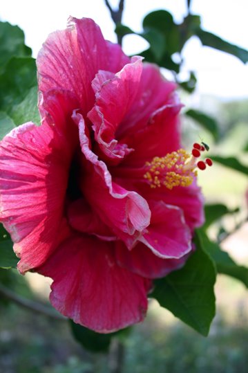 Hibisco