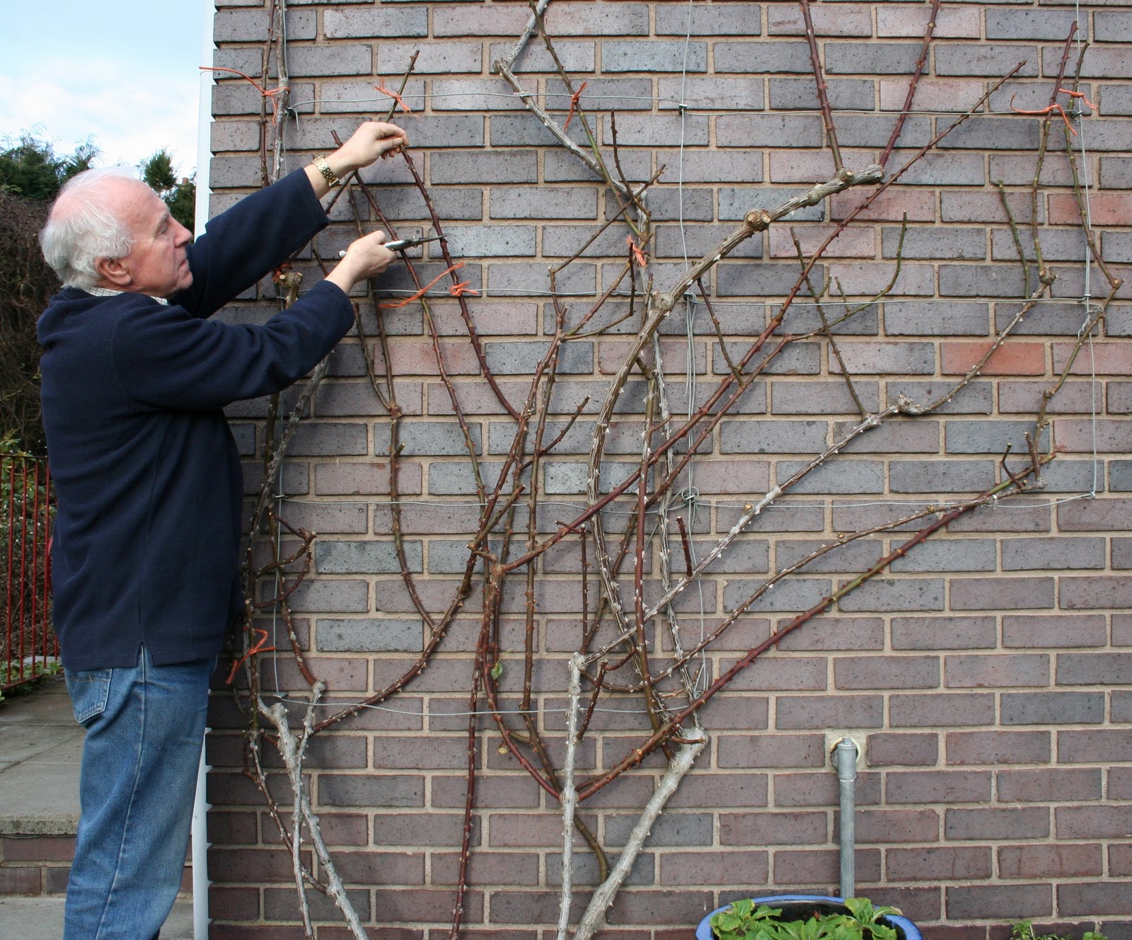 Scottish Artist and his Garden Roses