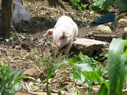 A Gutemalan PIG