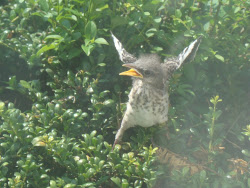 brother sister fly trying bird taken same window days ago through