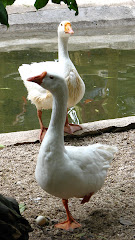 Máxima profundidad de campo