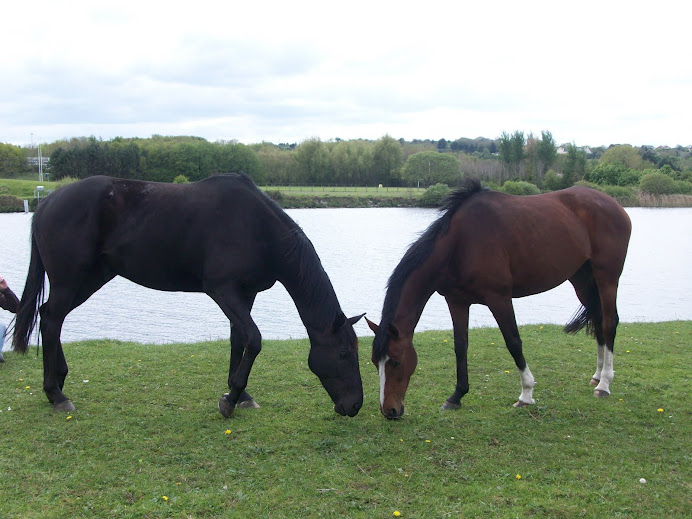 Horses at Menlo Castle