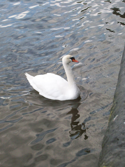 Swan in Galway Bay