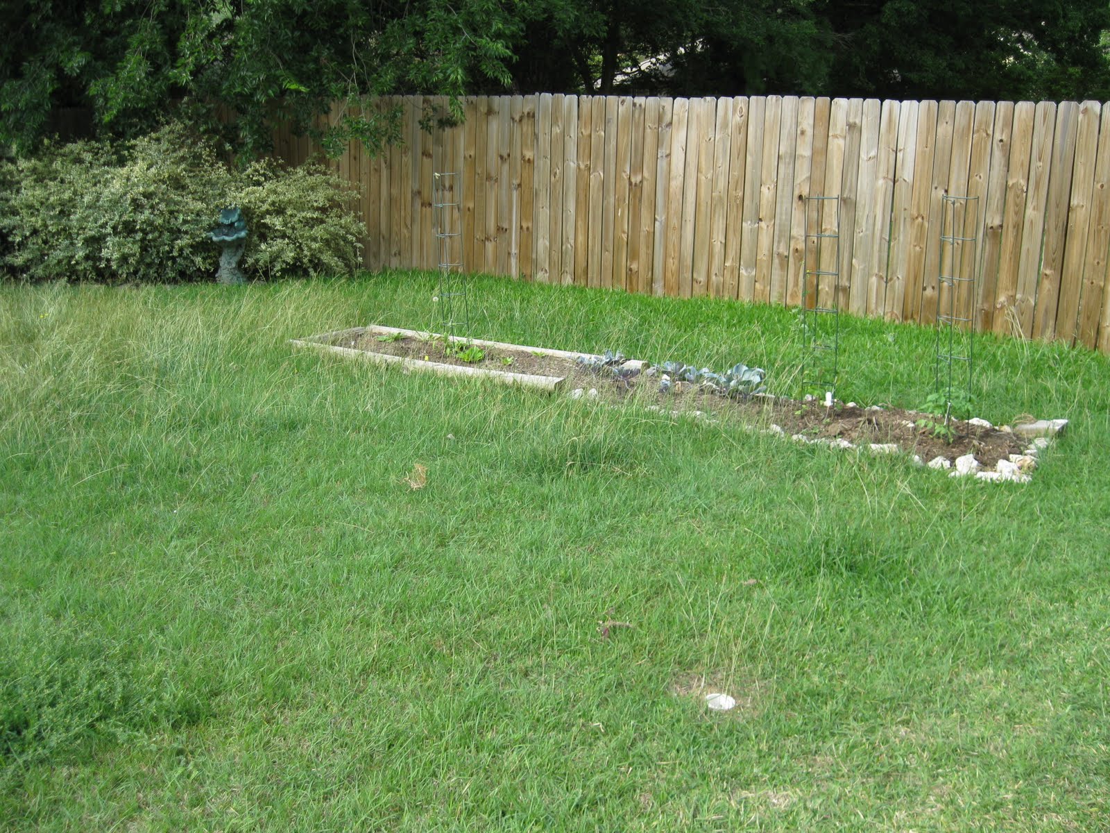 yard-fanatic-gardening-in-central-texas-lessons-learned