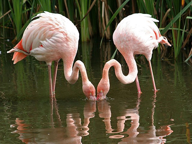 [flamingos.jpg]