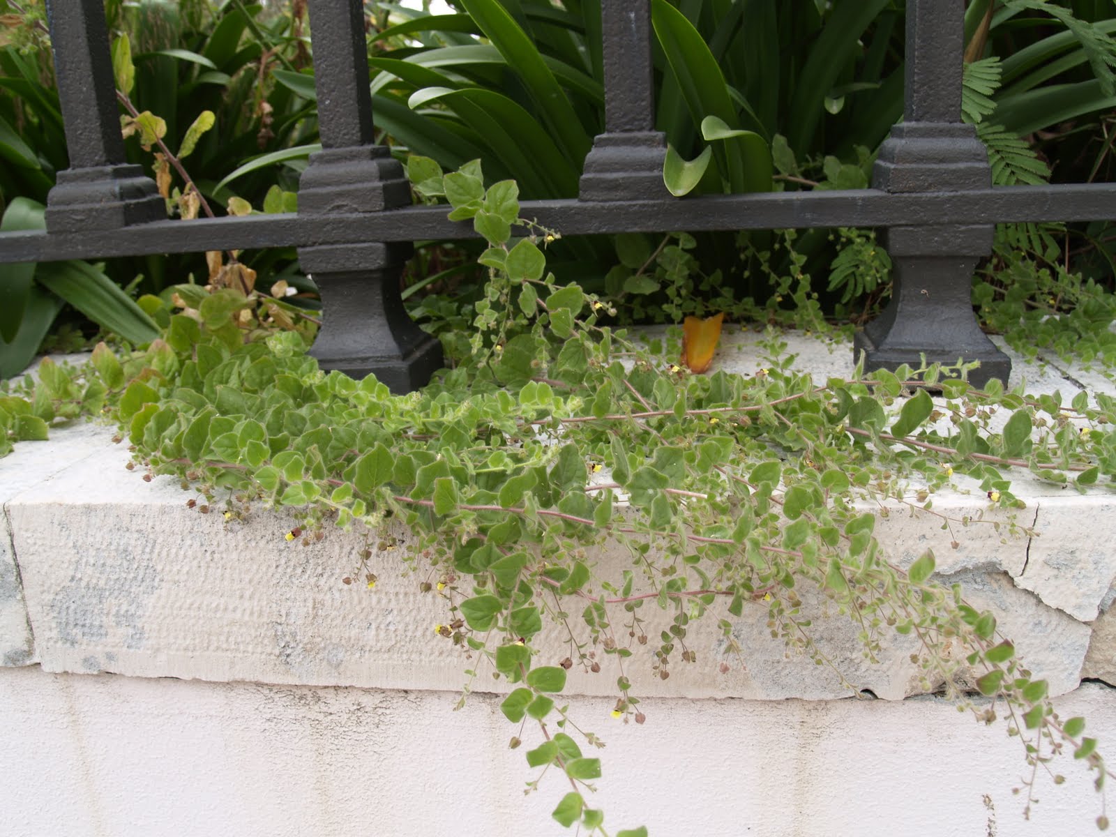 [14.VI.2009+019.jpg]