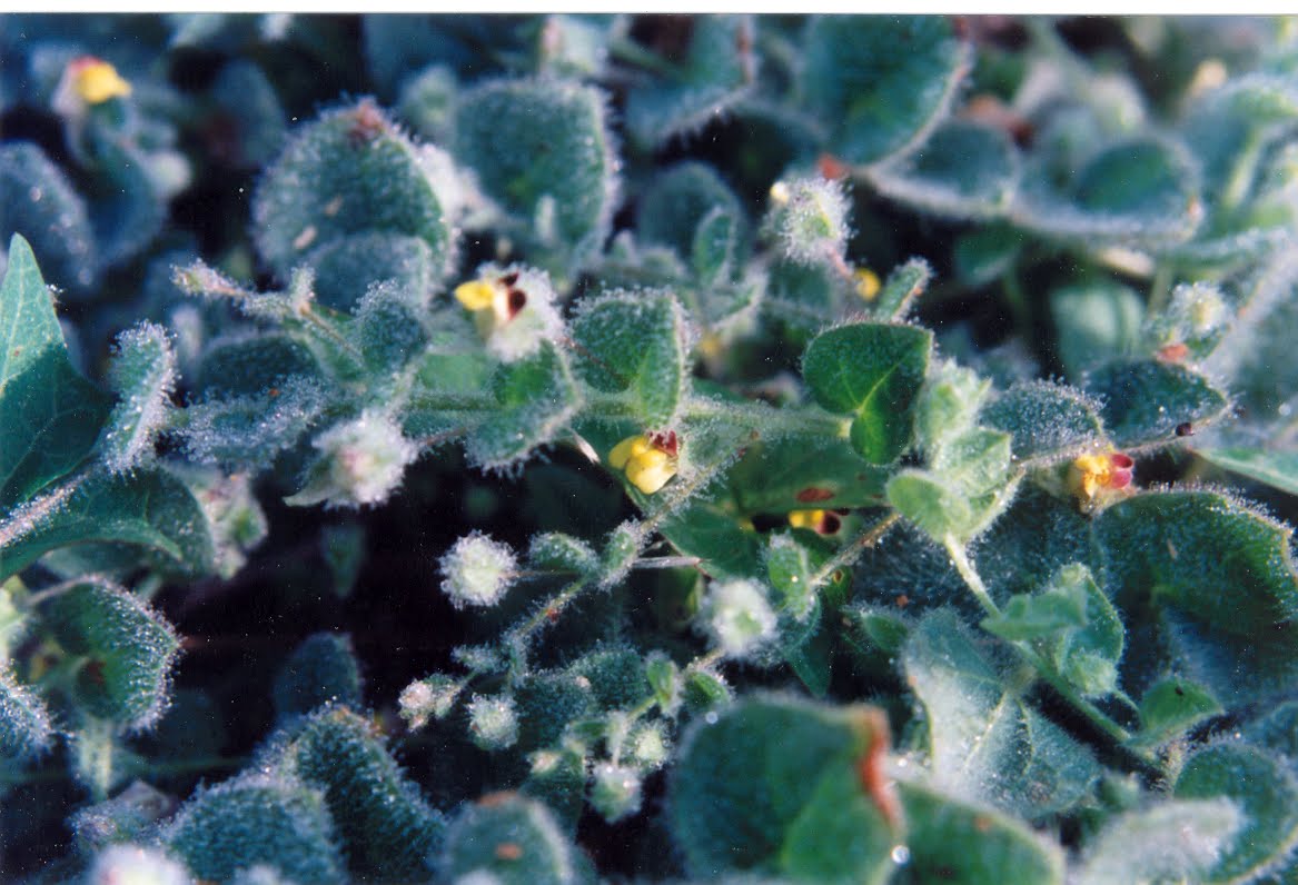 [Kickxia+spuria+ssp.+integrifolia+5a.bmp]