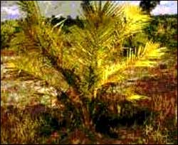 Kesuburan Tanah Kelas B: Peranan dan Defisiensi Unsur Hara Bagi Kelapa