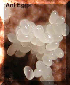 Karınca yumurtası yağı kremi: Bireysel tüy dökme tedaviler