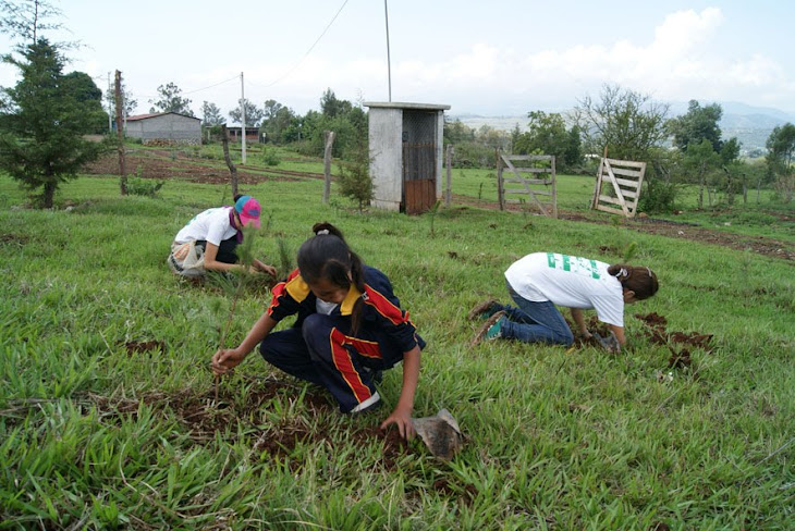 Temporada de Reforestacion 2010