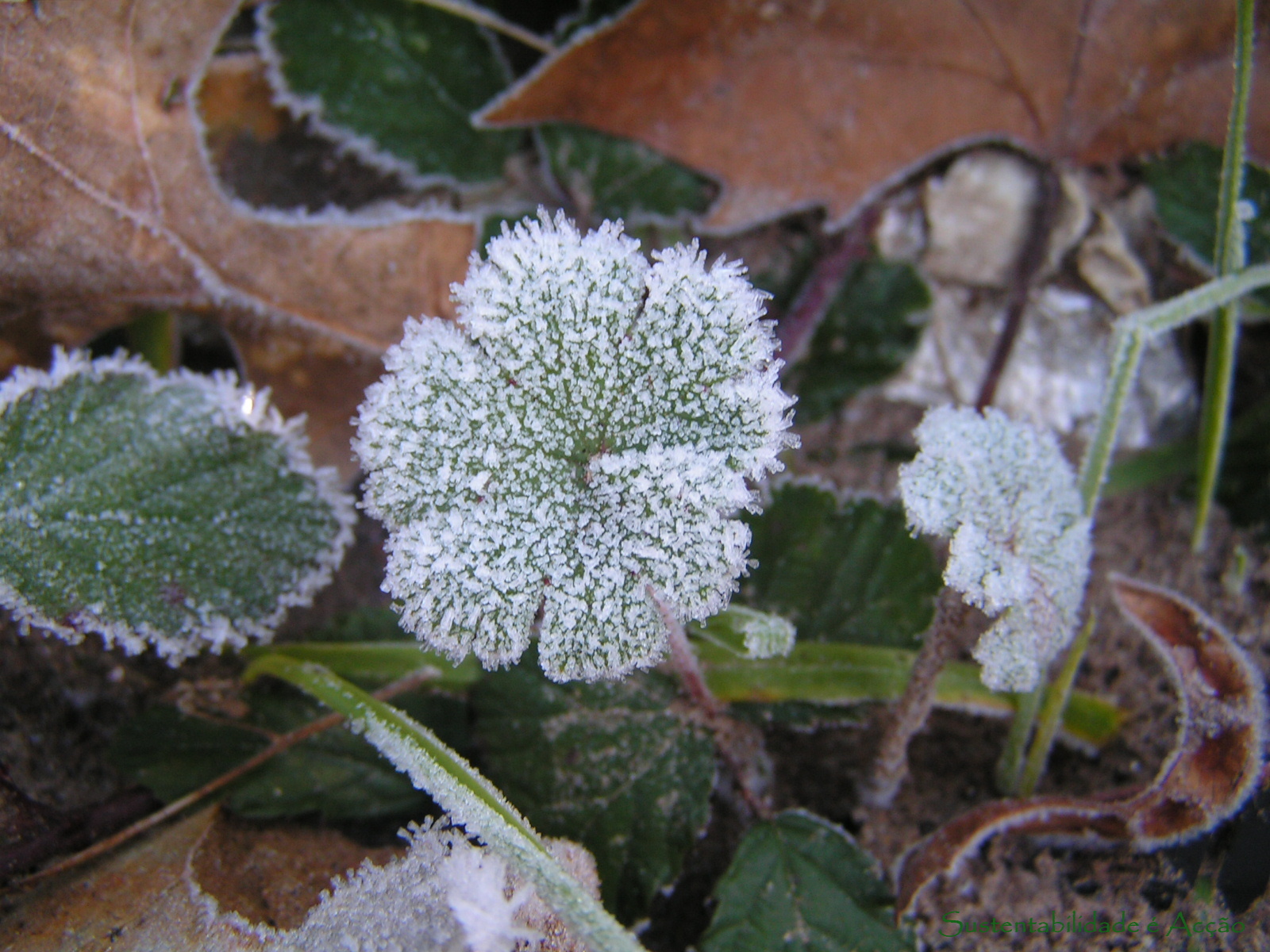 [2010_0109_ManuelaAraujo_nevenafolha.JPG]