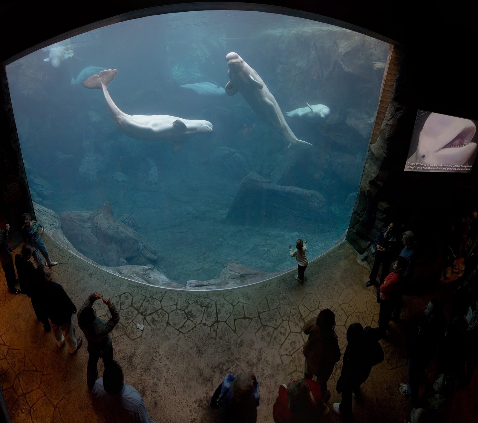 [Georgia_Aquarium_-_Baluga_Whales_Jan_2006.jpg]