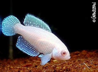 胎生魚:例と特徴 - Xenotoca eiseni (Xenotoca eiseni)