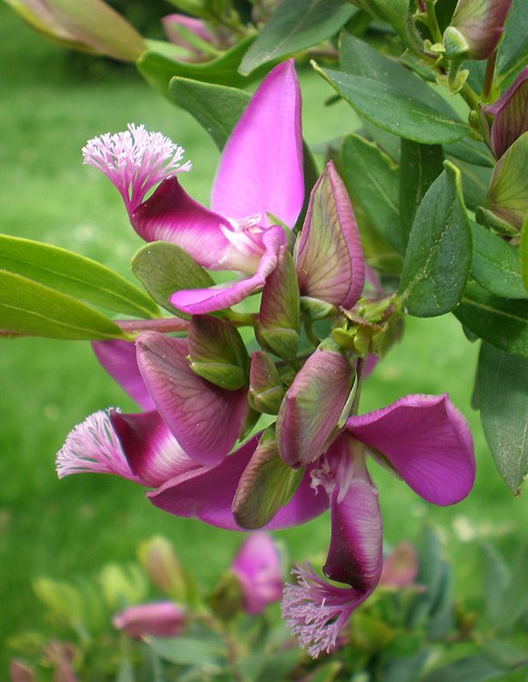 [Polygala+myrtifolia.jpg]