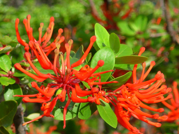 Planta del calafate.( Patagónia Argentina)