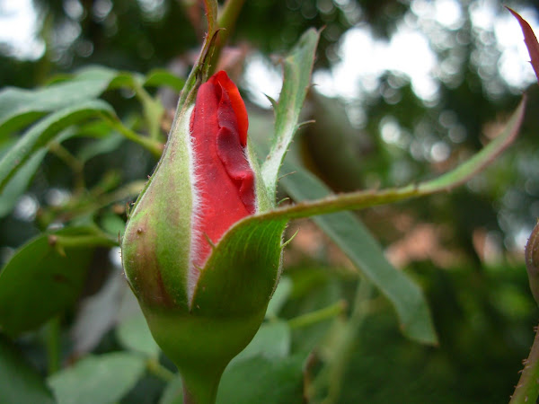 Flores de jardin. Capullo de rosal que en la  siguiente foto está convertido en flor.