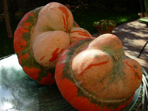 Las calabazas de Miguel