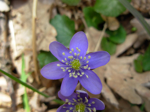 Flor de los pirineos llamada Hepática