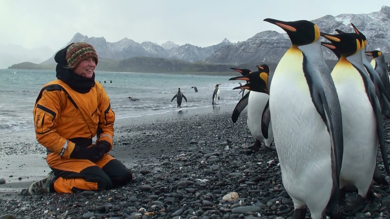 Поднимать пингвинов в антарктиде вакансии. Переворачиватель пингвинов профессия. Антарктида переворачиватель пингвинов. ПОДНИМАТЕЛЬ пингвинов в Антарктиде. ПОДНИМАТЕЛЬ пингвинов профессия.