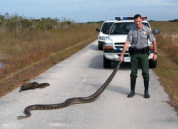 Image result for big snake Texas