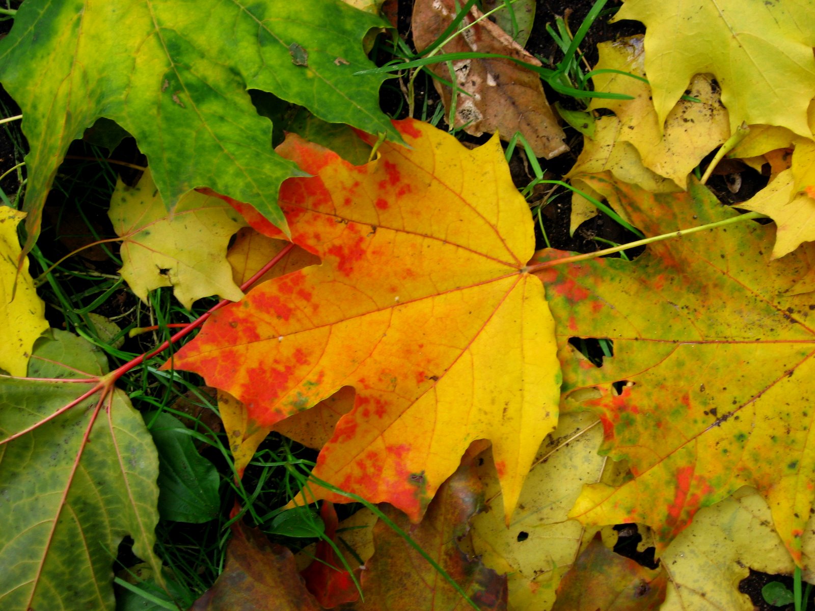 Вдруг среди листвы. Кленовый лист Геншин. Скинали кленовые листья. Кленовый лист Кадзухи. Рубашка с кленовыми листьями.