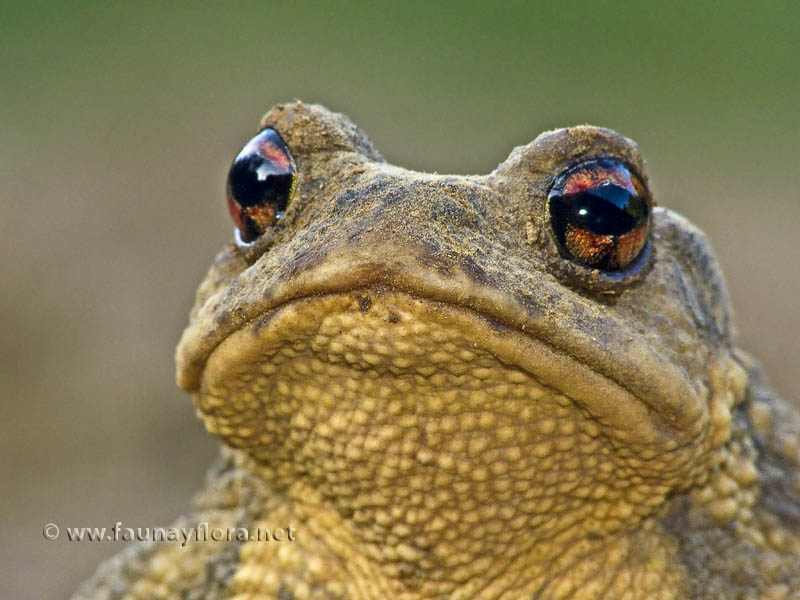 Fauna y flora Bufo bufo (sapo común)
