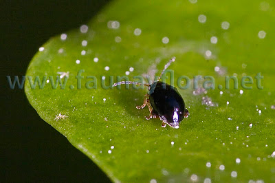 Fauna y flora Aphthona sp.
