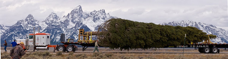 U.S. Capitol Christmas Tree