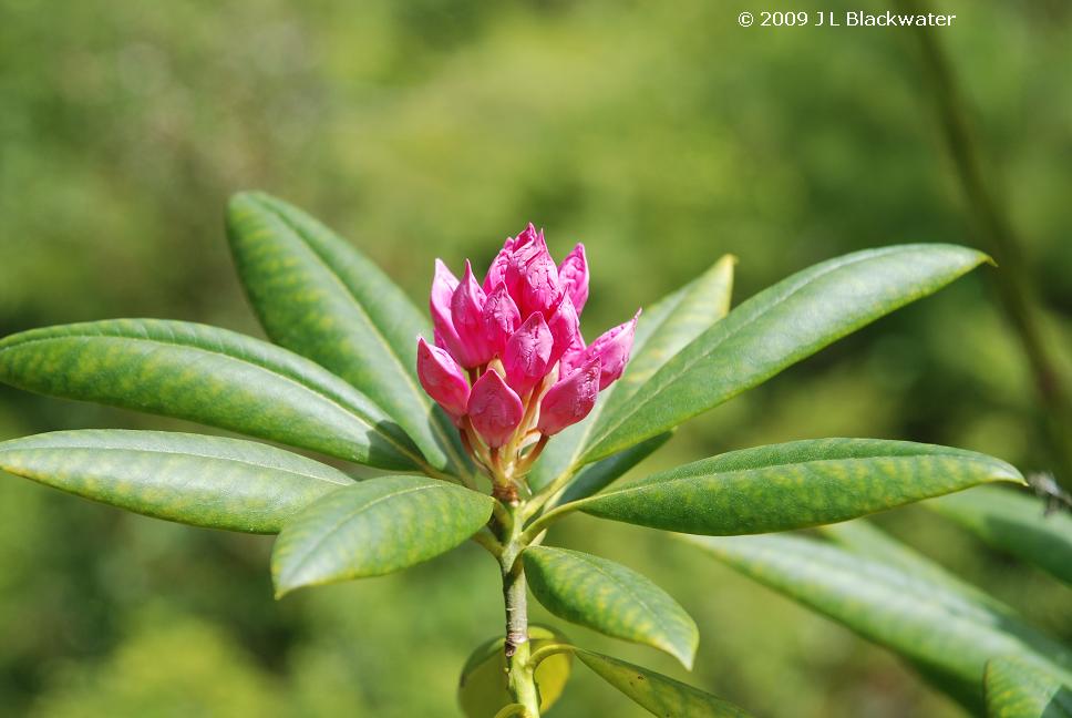 [20090526_rhododendron_1.jpg]