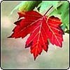 [red-maple-tree.jpg]