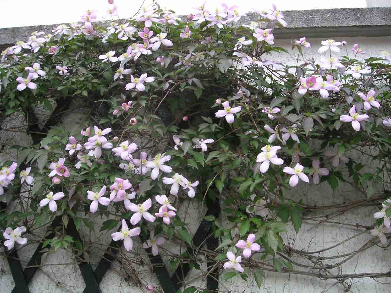 [clematite+montana.jpg]