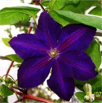 [clematis-blue-navy.jpg]