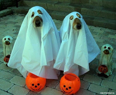 Halloween funny dogs