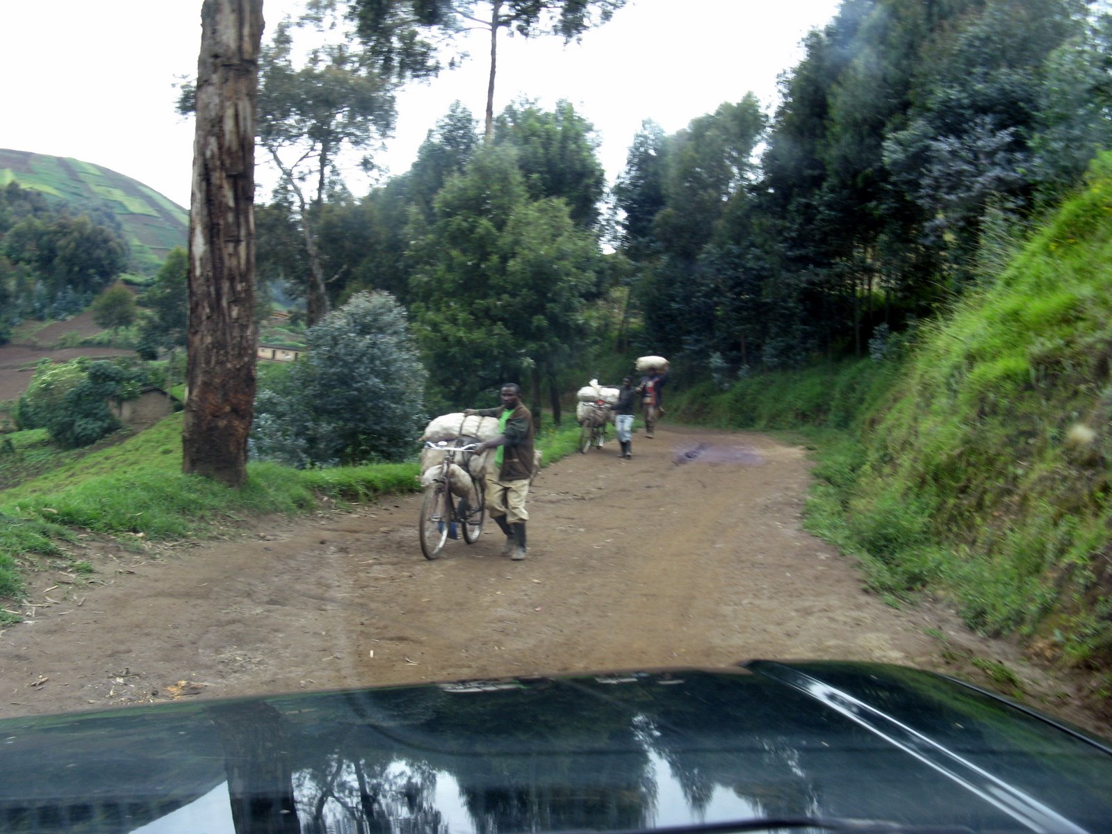 Hans in Rwanda Gishwati, cont'd. 2