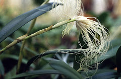 Bulbophyllum medusae (Lindl.) Rchb. f.