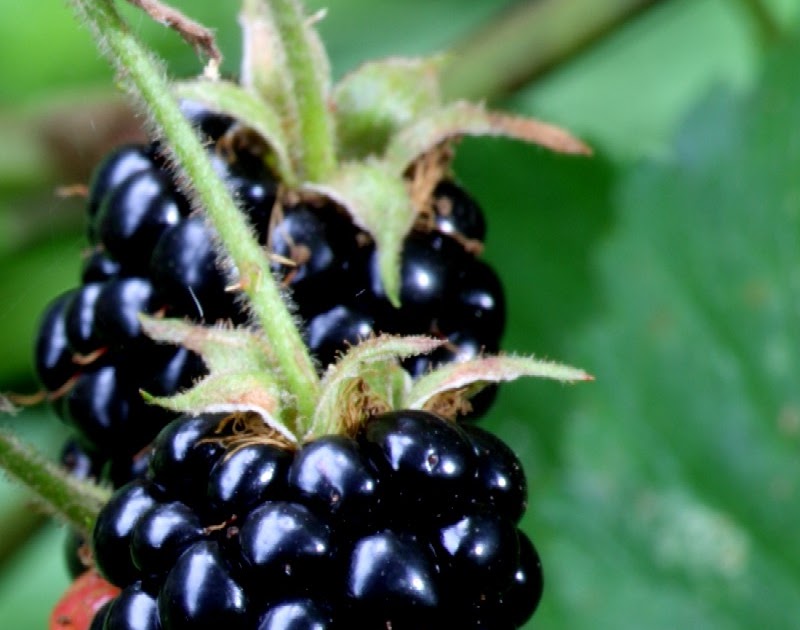 Fruit facts Fruit nutrition Fruit facts Blackberry nutrition facts