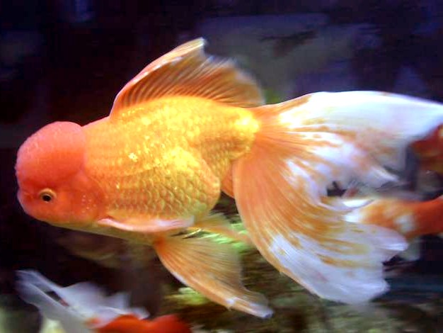 Bubble Guppies - BabyCenter