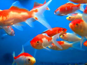 goldfish eggs in tank. Comet+goldfish+eggs