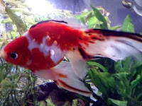 veiltail goldfish