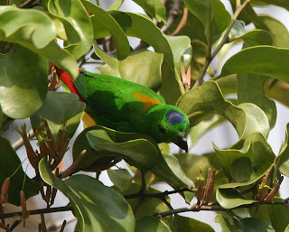 Blue crowned parrot