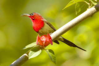 Crimson sun bird