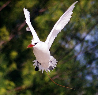 red tailed tropicbird